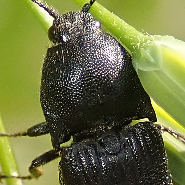 Elateridae: Melanotus punctolineatus? S (cfr.), femmina.